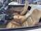 2008 Chevrolet Corvette 2DR CONV